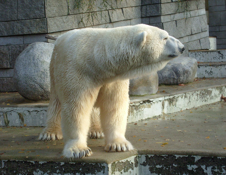 Eisbär Lars im Zoo Wuppertal am 30. Oktober 2009