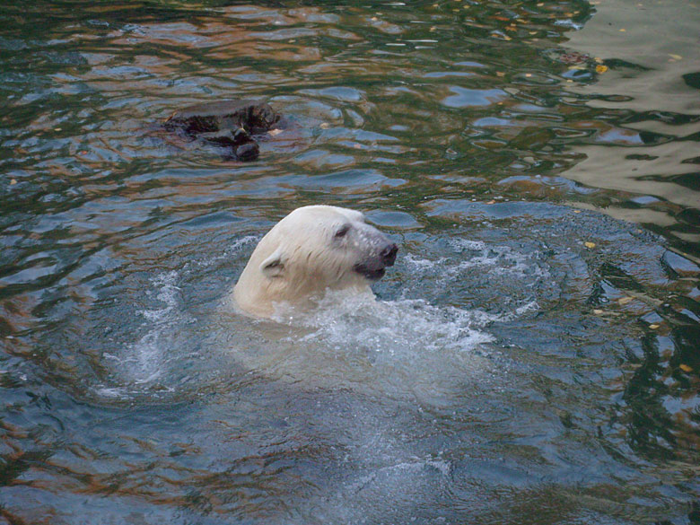 Eisbär Lars im Zoologischen Garten Wuppertal am 30. Oktober 2009