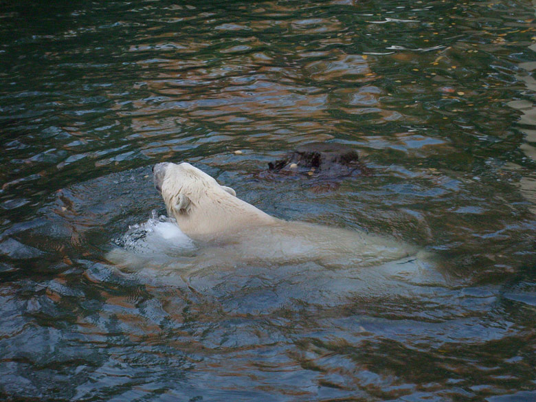 Eisbär Lars im Wuppertaler Zoo am 30. Oktober 2009