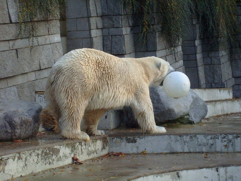 Eisbär Lars im Zoo Wuppertal am 30. Oktober 2009
