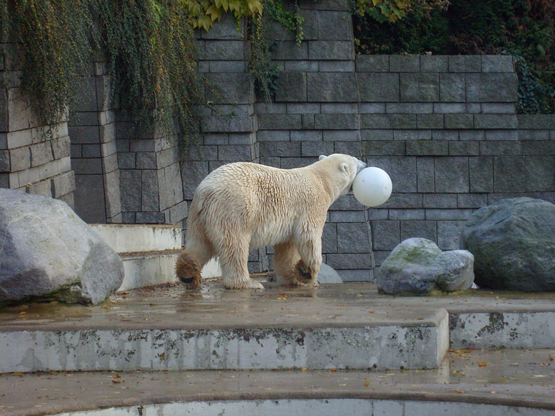 Eisbär Lars im Zoologischen Garten Wuppertal am 30. Oktober 2009