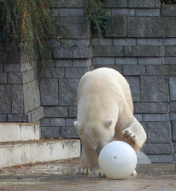 Eisbär Lars im Zoologischen Garten Wuppertal am 30. Oktober 2009