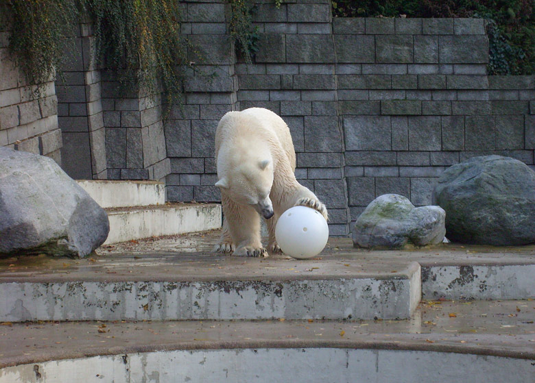 Eisbär Lars im Zoo Wuppertal am 30. Oktober 2009