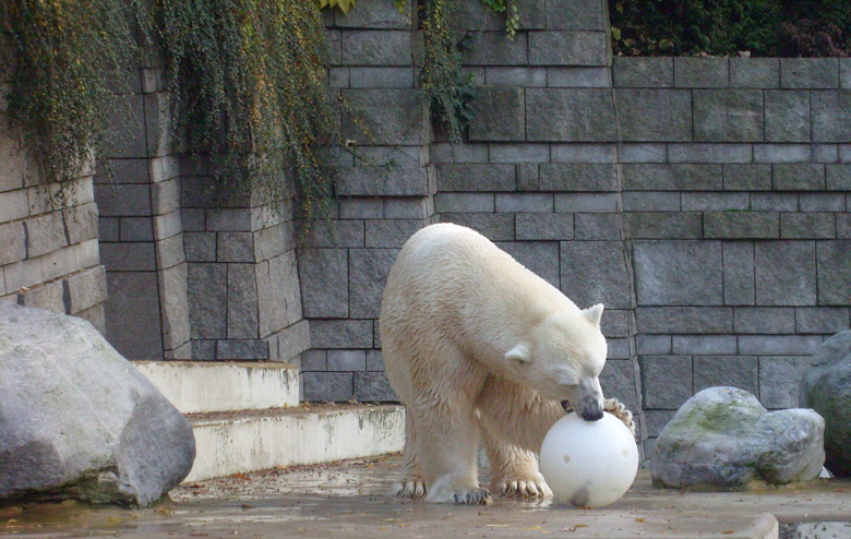 Eisbär Lars im Zoologischen Garten Wuppertal am 30. Oktober 2009