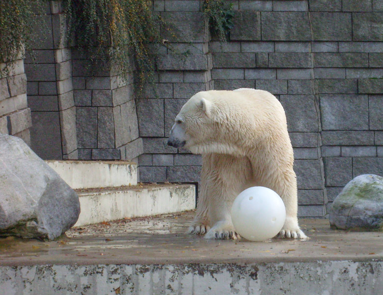 Eisbär Lars im Zoologischen Garten Wuppertal am 30. Oktober 2009