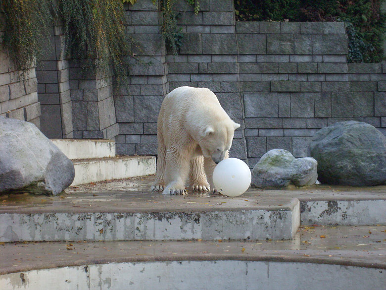 Eisbär Lars im Wuppertaler Zoo am 30. Oktober 2009