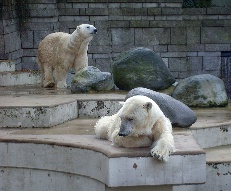 Eisbär Lars und Eisbärin Jerka im Zoo Wuppertal am 8. November 2009