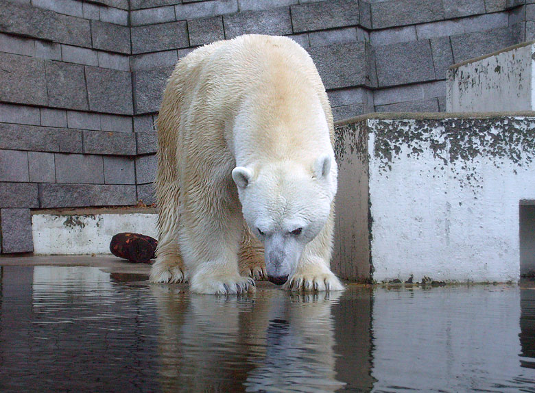 Eisbär Lars im Wuppertaler Zoo am 8. November 2009