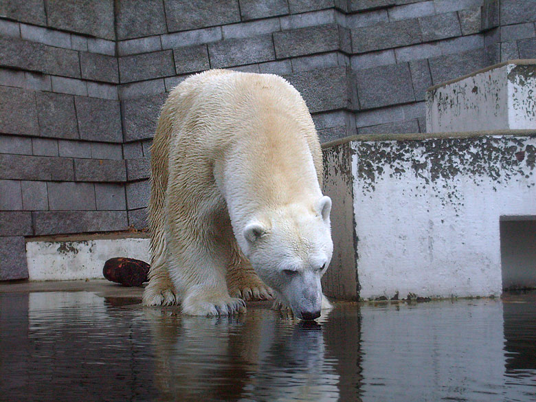 Eisbär Lars im Wuppertaler Zoo am 8. November 2009
