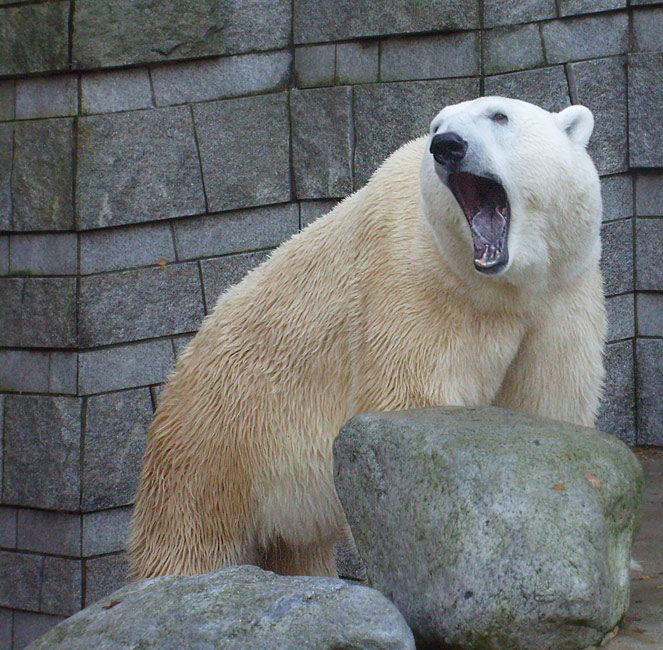 Eisbär Lars im Zoo Wuppertal am 8. November 2009