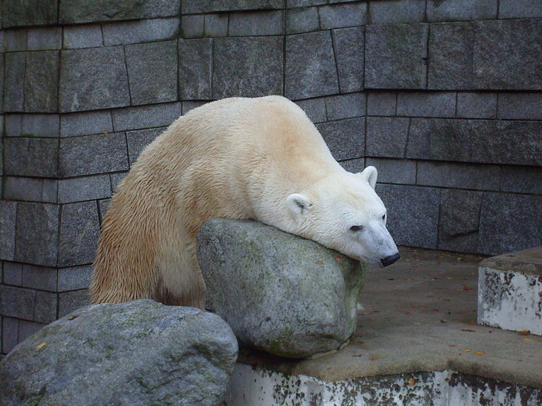 Eisbär Lars im Zoologischen Garten Wuppertal am 8. November 2009