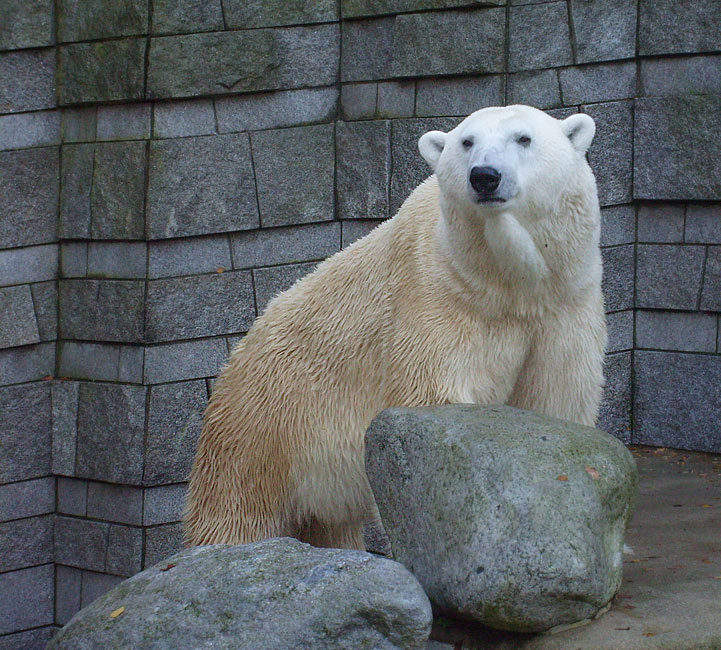 Eisbär Lars im Wuppertaler Zoo am 8. November 2009