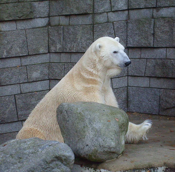 Eisbär Lars im Zoo Wuppertal am 8. November 2009