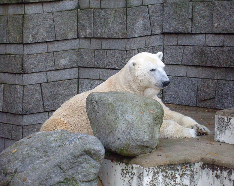 Eisbär Lars im Zoologischen Garten Wuppertal am 8. November 2009