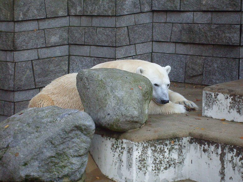 Eisbär Lars im Wuppertaler Zoo am 8. November 2009