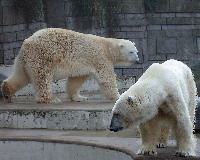 Eisbär Lars und Eisbärin Jerka im Zoo Wuppertal am 8. November 2009