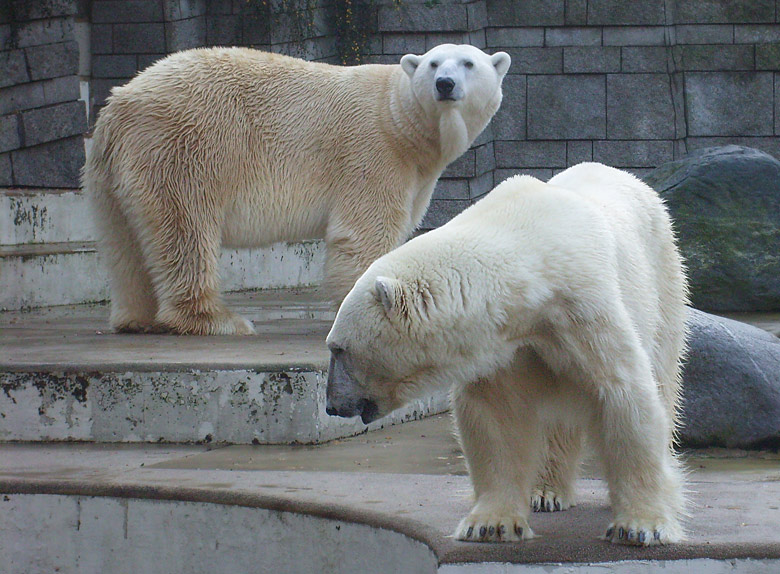 Eisbär Lars und Eisbärin Jerka im Zoologischen Garten Wuppertal am 8. November 2009