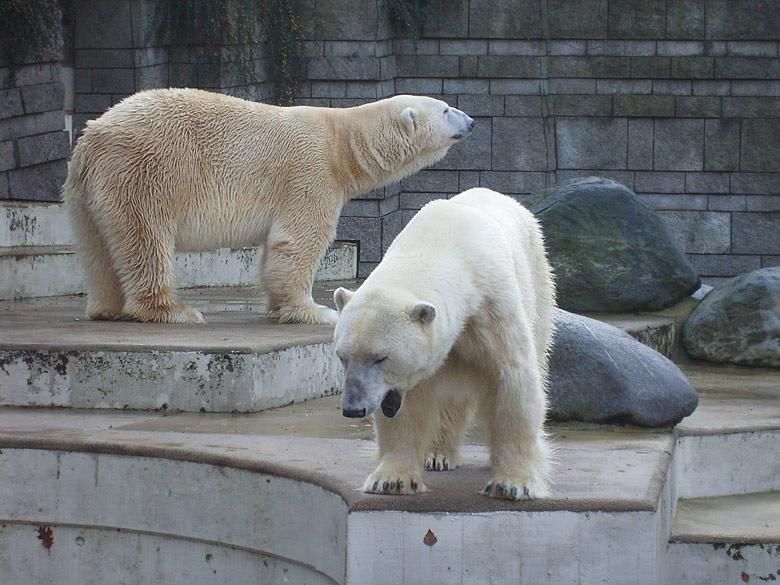 Eisbär Lars und Eisbärin Jerka im Wuppertaler Zoo am 8. November 2009