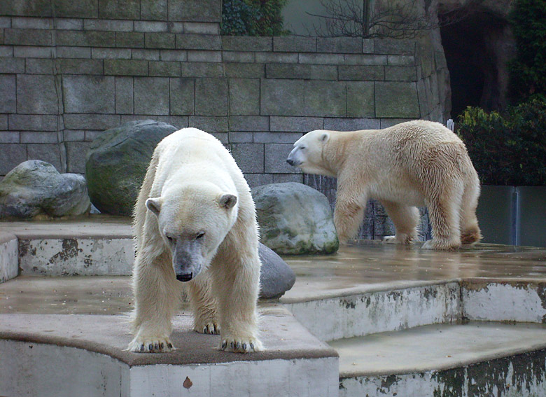 Eisbär Lars und Eisbärin Jerka im Zoologischen Garten Wuppertal am 8. November 2009