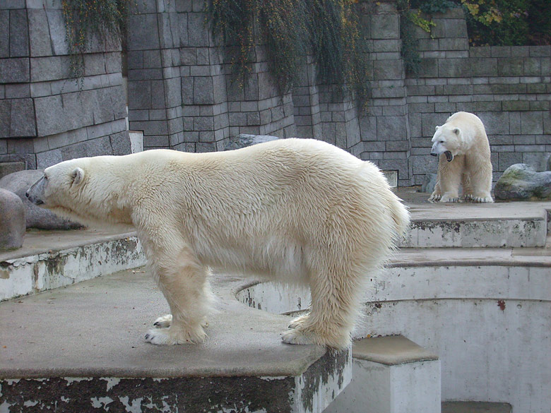 Eisbär Lars und Eisbärin Jerka im Wuppertaler Zoo am 8. November 2009