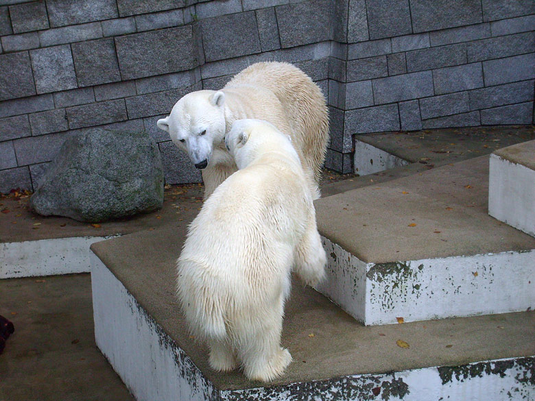 Eisbär Lars und Eisbärin Jerka im Zoo Wuppertal am 8. November 2009