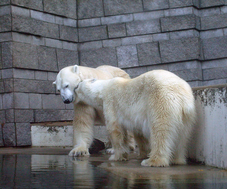 Eisbär Lars und Eisbärin Jerka im Wuppertaler Zoo am 8. November 2009