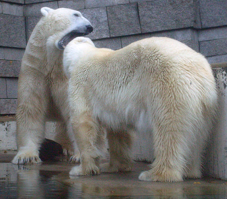 Eisbär Lars und Eisbärin Jerka im Zoo Wuppertal am 8. November 2009