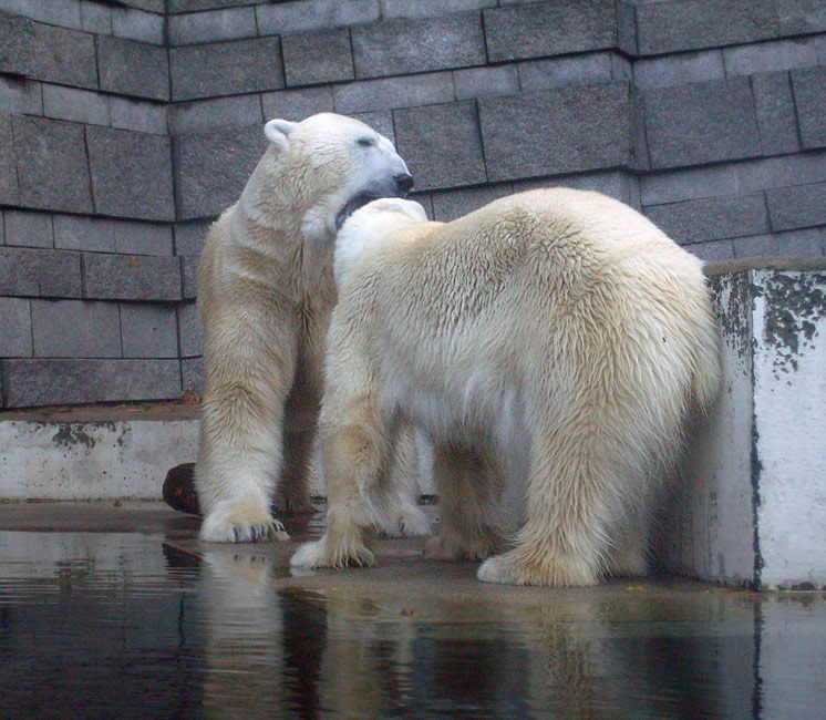 Eisbär Lars und Eisbärin Jerka im Zoologischen Garten Wuppertal am 8. November 2009