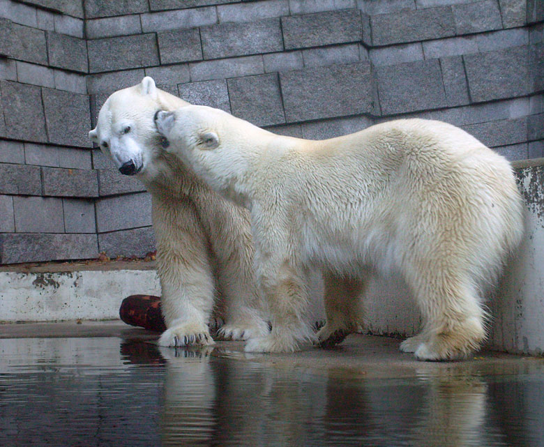 Eisbär Lars und Eisbärin Jerka im Wuppertaler Zoo am 8. November 2009