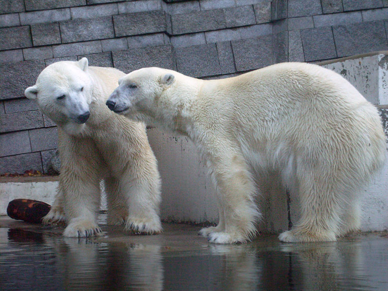 Eisbär Lars und Eisbärin Jerka im Zoo Wuppertal am 8. November 2009