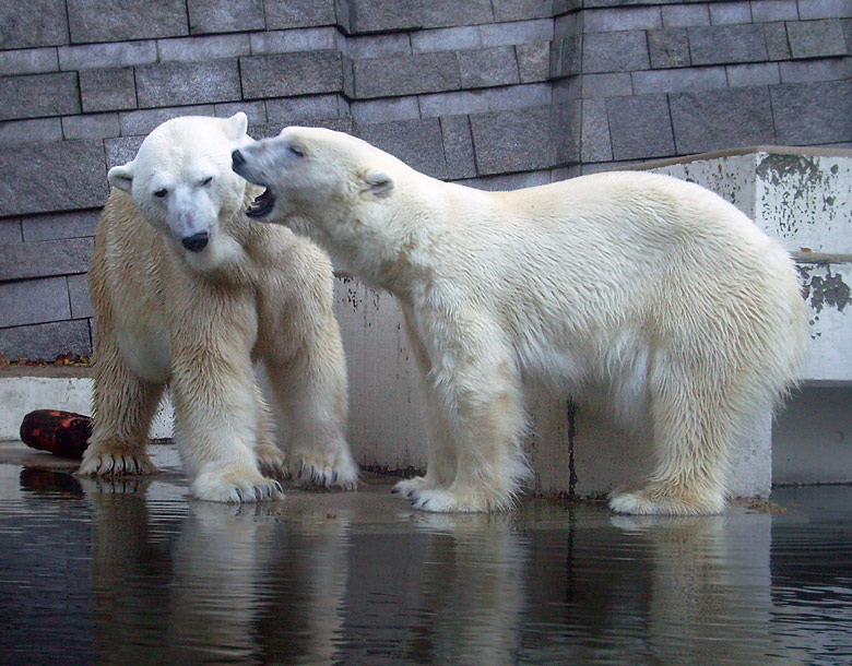 Eisbär Lars und Eisbärin Jerka im Zoologischen Garten Wuppertal am 8. November 2009