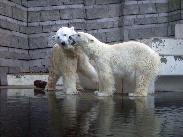 Eisbär Lars und Eisbärin Jerka im Wuppertaler Zoo am 8. November 2009