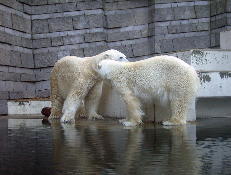 Eisbär Lars und Eisbärin Jerka im Zoologischen Garten Wuppertal am 8. November 2009