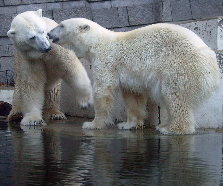 Eisbär Lars und Eisbärin Jerka im Wuppertaler Zoo am 8. November 2009