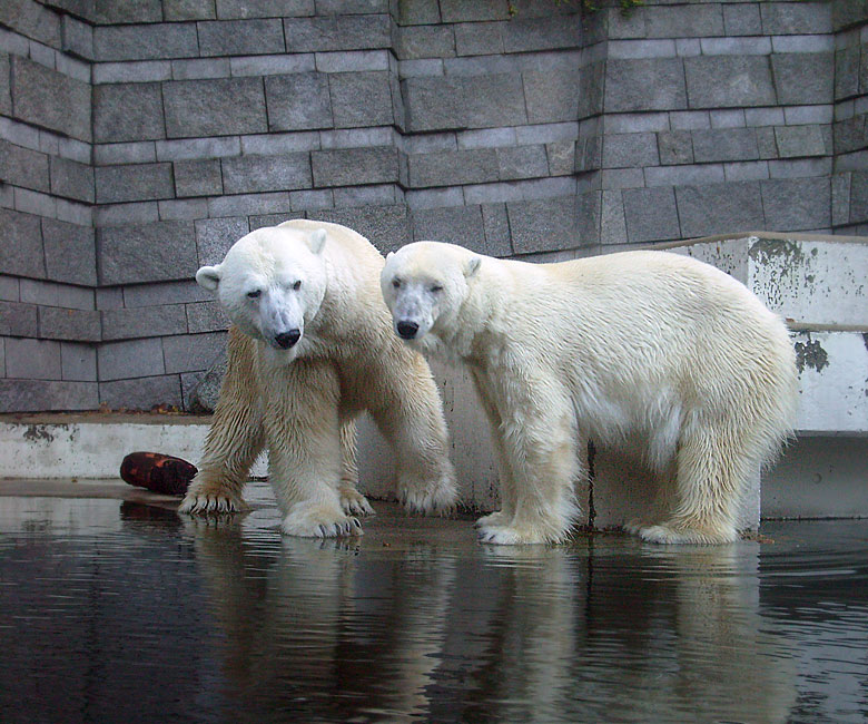 Eisbär Lars und Eisbärin Jerka im Zoo Wuppertal am 8. November 2009