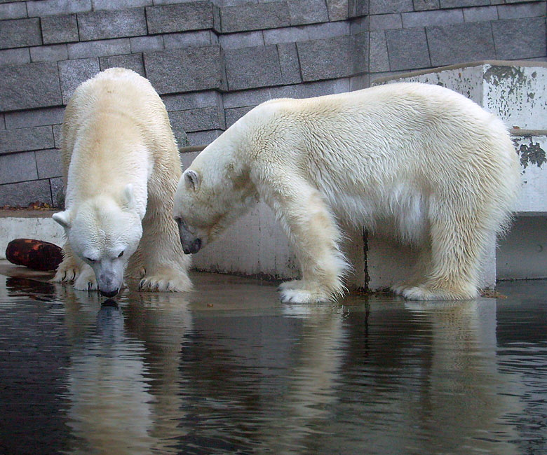 Eisbär Lars und Eisbärin Jerka im Zoologischen Garten Wuppertal am 8. November 2009