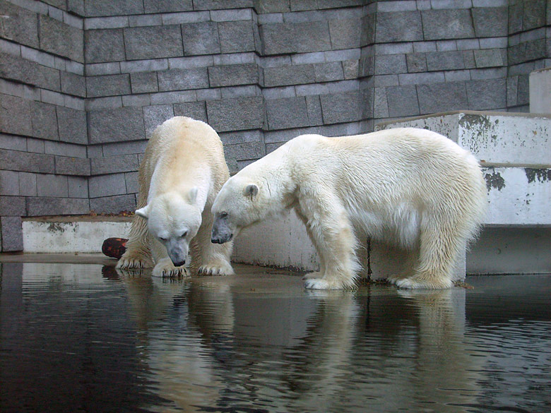 Eisbär Lars und Eisbärin Jerka im Zoo Wuppertal am 8. November 2009