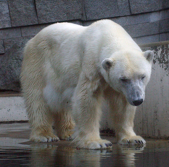 Eisbärin Jerka im Zoologischen Garten Wuppertal am 8. November 2009