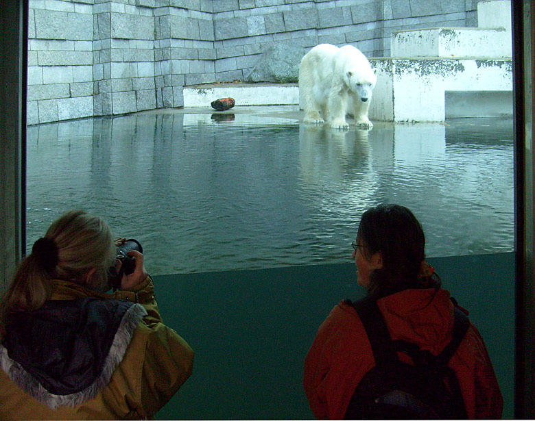 Eisbärin Jerka im Wuppertaler Zoo am 8. November 2009