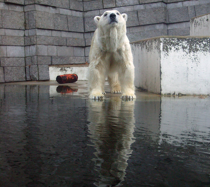 Eisbärin Jerka im Wuppertaler Zoo am 8. November 2009