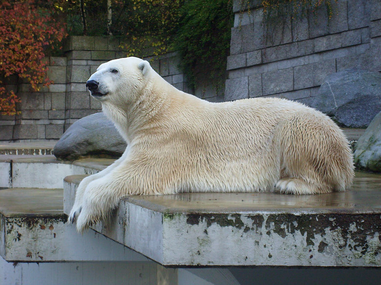 Eisbär Lars im Zoo Wuppertal am 8. November 2009