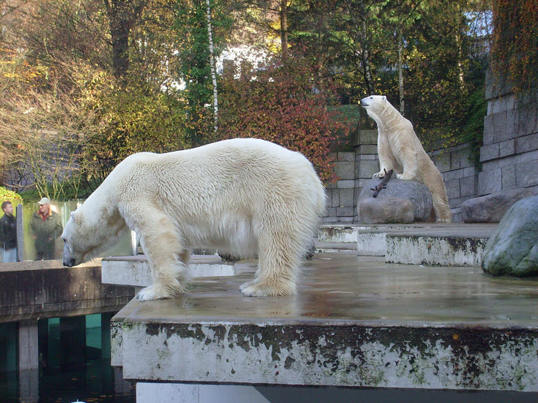 Eisbär Lars und Eisbärin Jerka im Wuppertaler Zoo am 8. November 2009