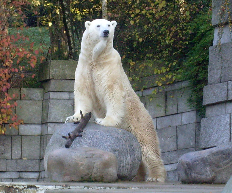 Eisbär Lars im Zoo Wuppertal am 8. November 2009