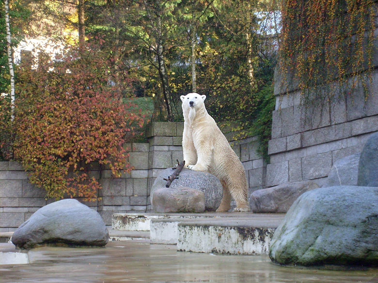 Eisbär Lars im Wuppertaler Zoo am 8. November 2009