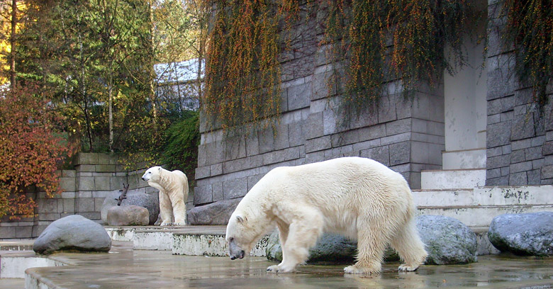 Eisbär Lars und Eisbärin Jerka im Zoologischen Garten Wuppertal am 8. November 2009