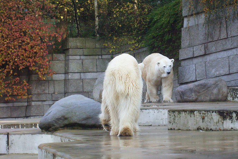 Eisbär Lars und Eisbärin Jerka im Wuppertaler Zoo am 8. November 2009