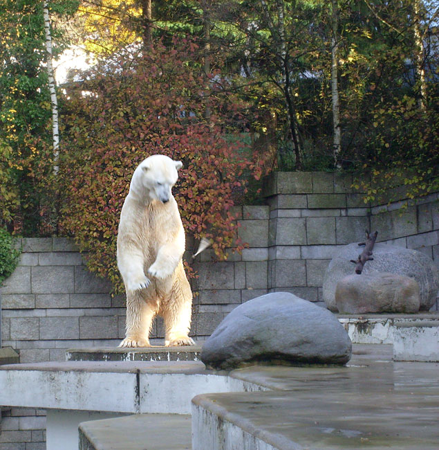 Eisbär Lars im Zoologischen Garten Wuppertal am 8. November 2009