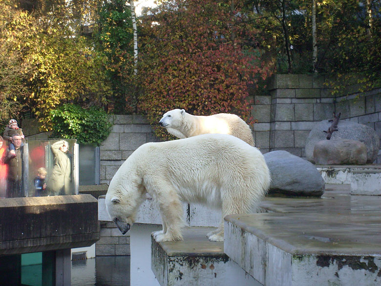 Eisbär Lars und Eisbärin Jerka im Zoologischen Garten Wuppertal am 8. November 2009