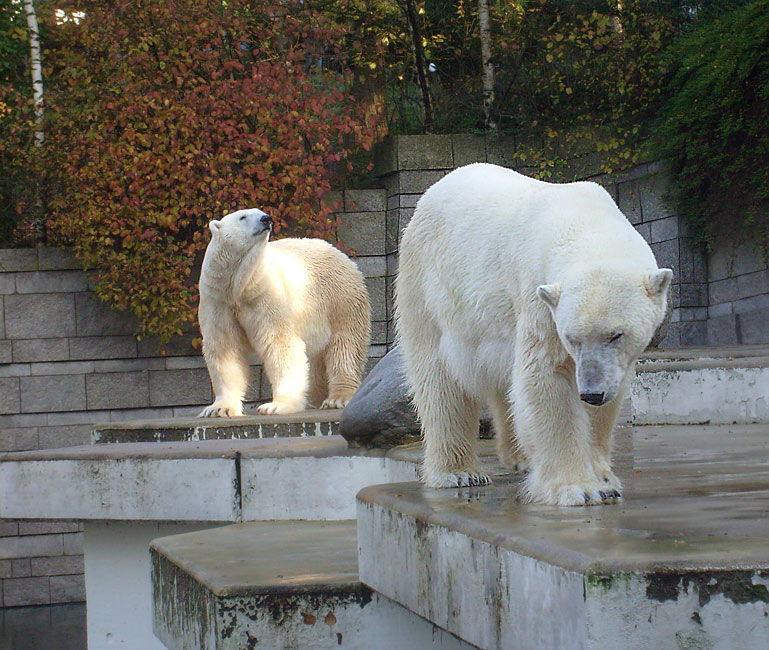 Eisbär Lars und Eisbärin Jerka im Zoo Wuppertal am 8. November 2009