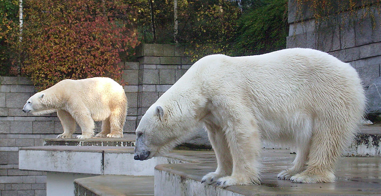 Eisbär Lars und Eisbärin Jerka im Wuppertaler Zoo am 8. November 2009